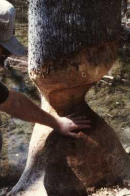 Large tree almost cut through by a beaver
